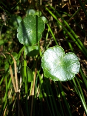 Hydrocotyle vulgaris