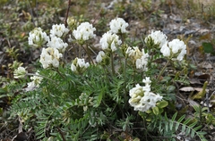 Oxytropis sordida