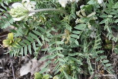 Oxytropis sordida