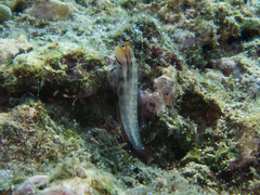 Ecsenius yaeyamaensis