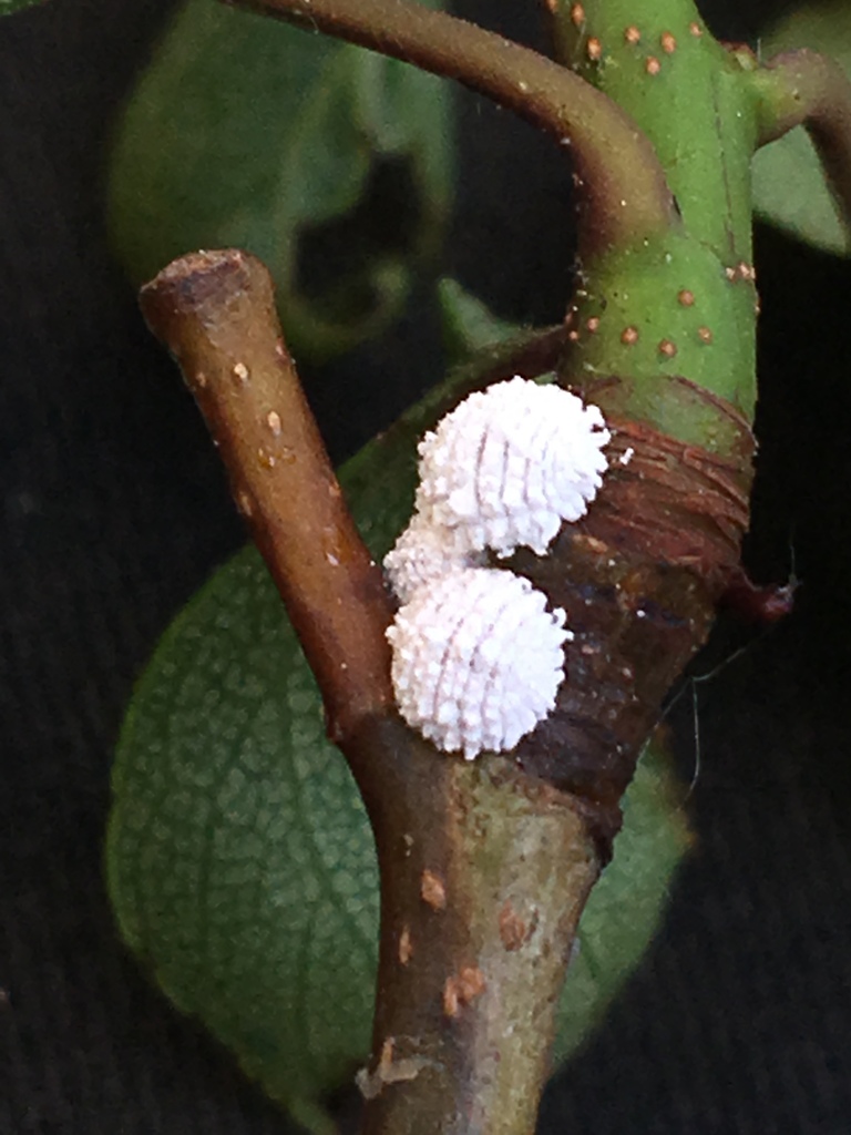 two-circuli mealybug