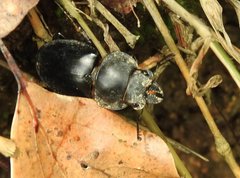 Neolucanus sinicus championi