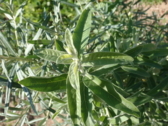 Elaeagnus angustifolia