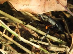 Neolucanus sinicus championi