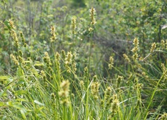 Carex otrubae