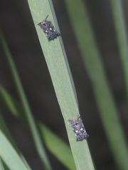 Elasmoscelis perforata