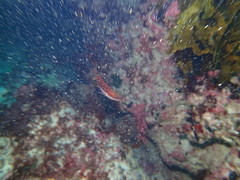 Pseudolabrus biserialis