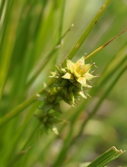 Carex otrubae