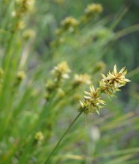 Carex otrubae