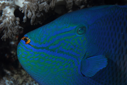 Redtooth Triggerfish