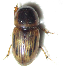 Neocalaphodius moestus