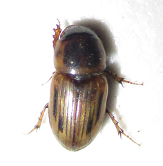 Neocalaphodius moestus