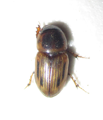 Neocalaphodius moestus