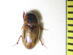 Neocalaphodius moestus