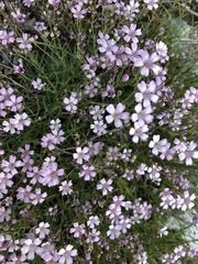Gypsophila repens