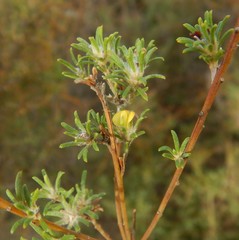 Phyllota pleurandroides