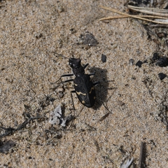 Cicindela sylvatica