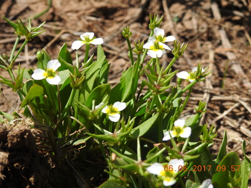 Representative image of Damasonium alisma