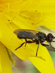 Thecophora atra