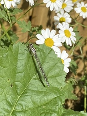 Enallagma cyathigerum