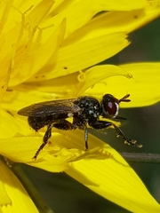 Thecophora atra