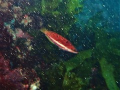 Pseudolabrus biserialis