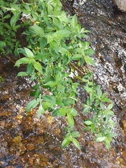 Salix gracilistyla