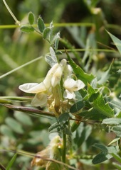 Vicia pannonica