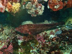 Notolabrus parilus