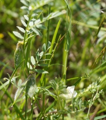 Vicia pannonica