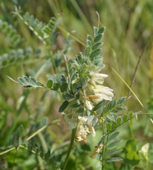 Vicia pannonica
