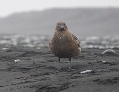 Stercorarius skua