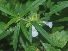 Leucas lavandulifolia