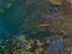 Pseudolabrus biserialis