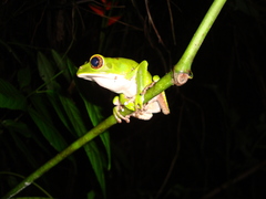 Phyllomedusa trinitatis