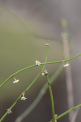 Orthosia