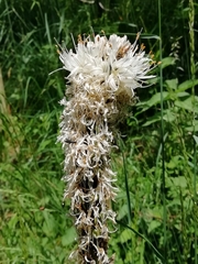 Asphodelus albus