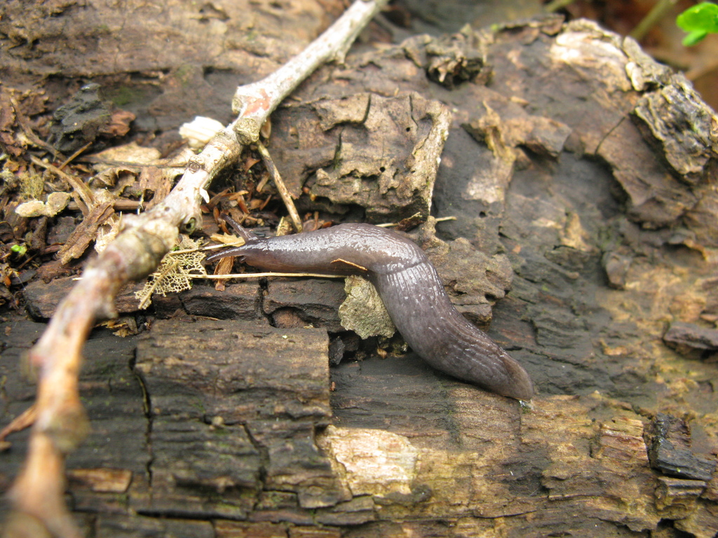 Deroceras tauricum