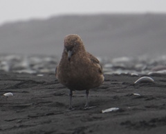 Stercorarius skua