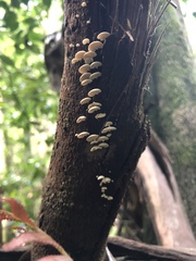 Panellus pusillus