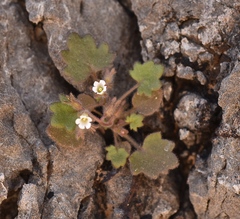 Phacelia rotundifolia