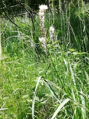 Asphodelus albus