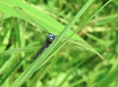 Orthetrum luzonicum