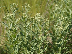 Pentanema germanicum