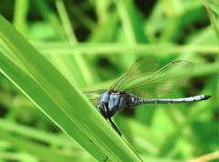 Orthetrum luzonicum