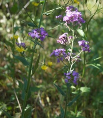 Hesperis pycnotricha