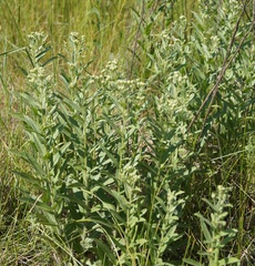 Pentanema germanicum