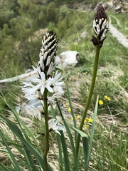Asphodelus albus