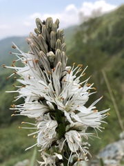 Asphodelus albus