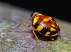 Ceratogergithus pseudotessellatus